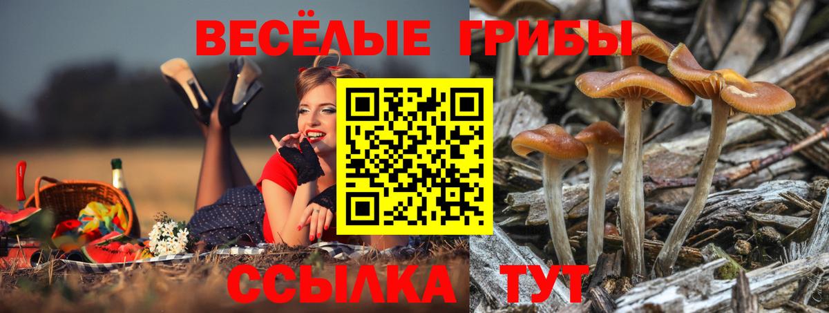 Псилоцибиновые грибы мухоморы Кудрово